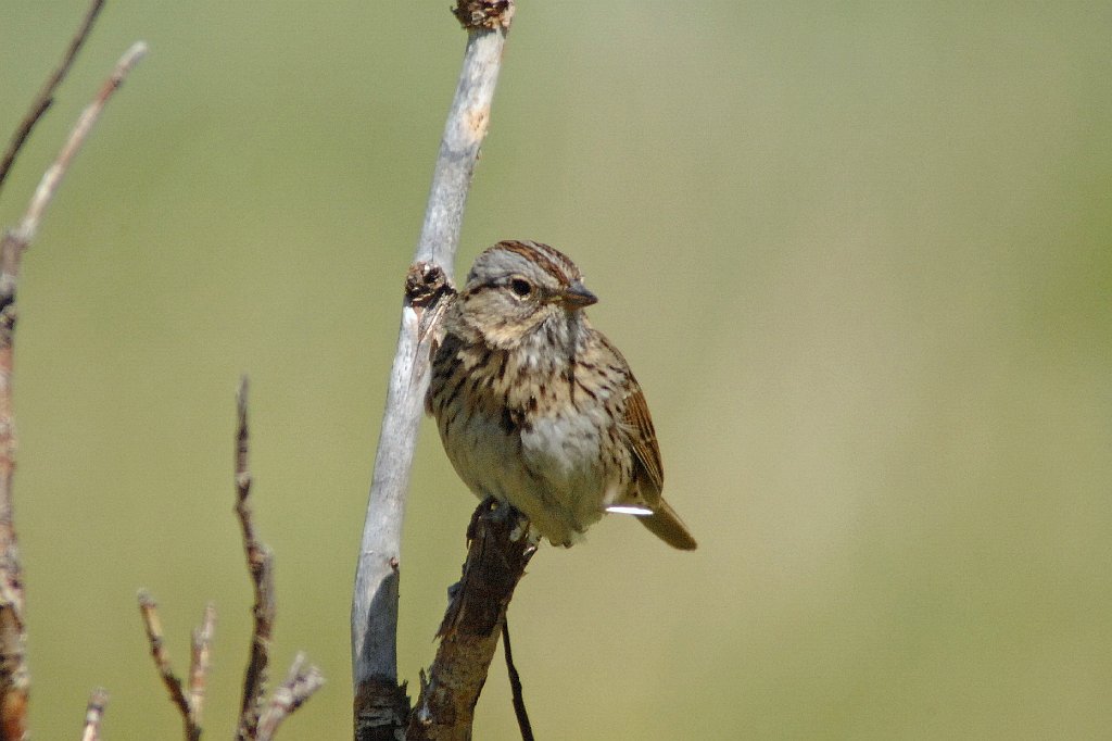 Sparrow, Lincoln's, 2007-06141709 Holzwarth Historic Site, RMNP.jpg - Lincoln's Sparrow. Holzwarth Historic Site, RMNP, 6-14-2007